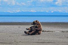Wildlife