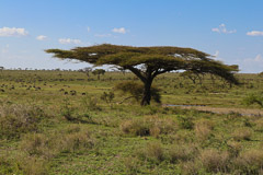 Image Gallery