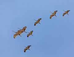 Bosque del Apache and White Sands