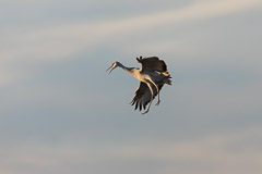 Bosque del Apache and White Sands