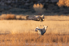 Bosque del Apache and White Sands