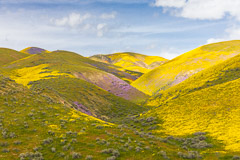California
