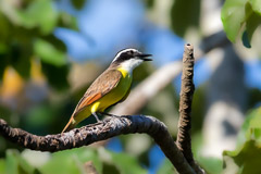 Costa Rica