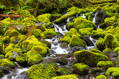 Olympic National Park