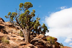 Capital Reef National Park