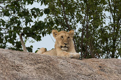 African Wildlife