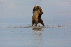 Bears in Alaska