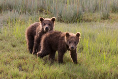Bears in Alaska