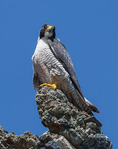 Birds of Pray
