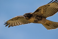 Birds of Pray