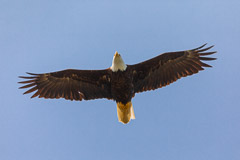 Birds of Pray