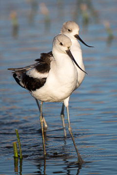 Miscellaneous Mammals and Birds