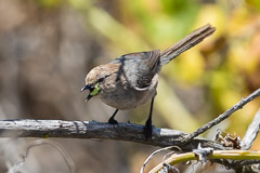 Miscellaneous Mammals and Birds